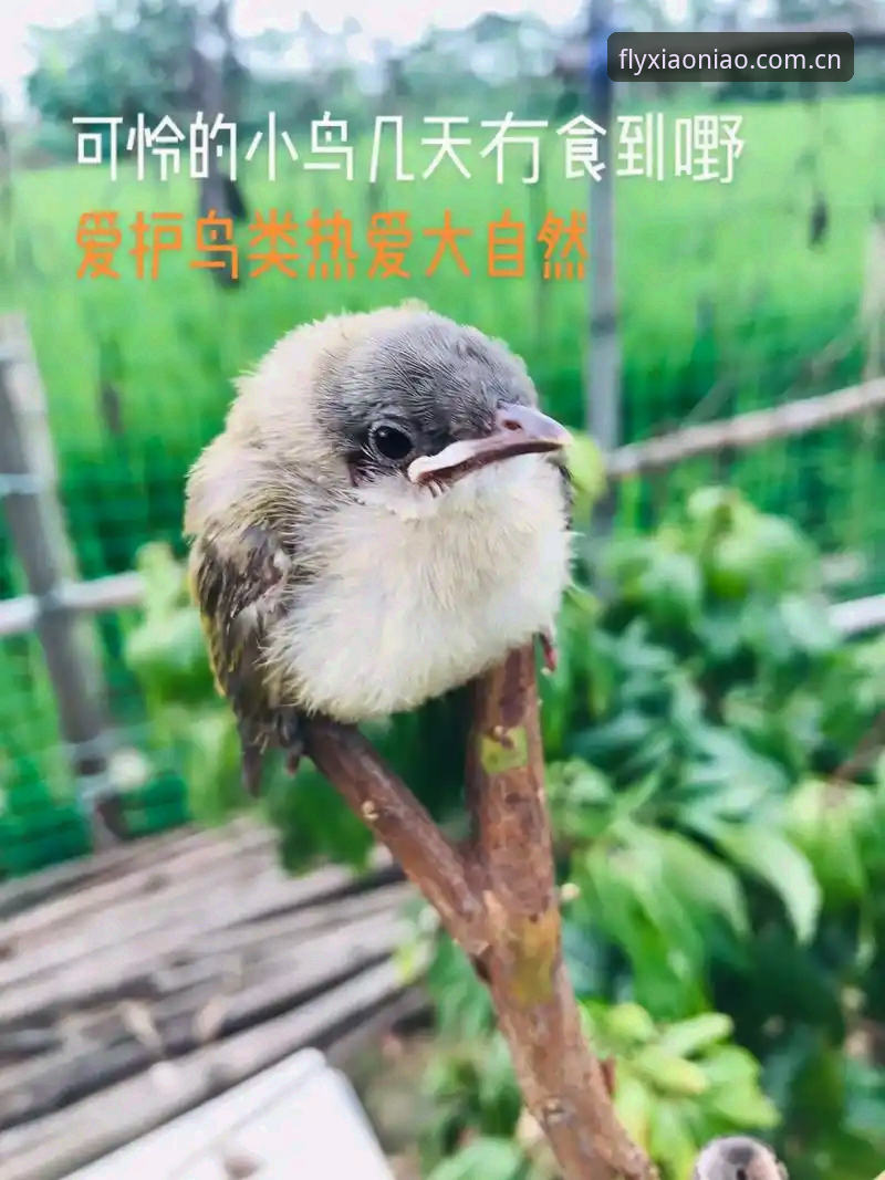 资深用户分享：小鸟体育平台靠谱吗？我的真实使用心得