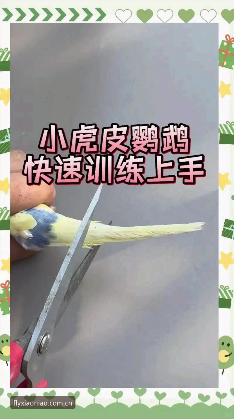 小鸟体育APP功能评测：新手必须掌握的5大实用技巧与3步上手方法